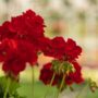 Geranium – Calliope Large Dark Red – 12″ Fiber Hanging Basket
